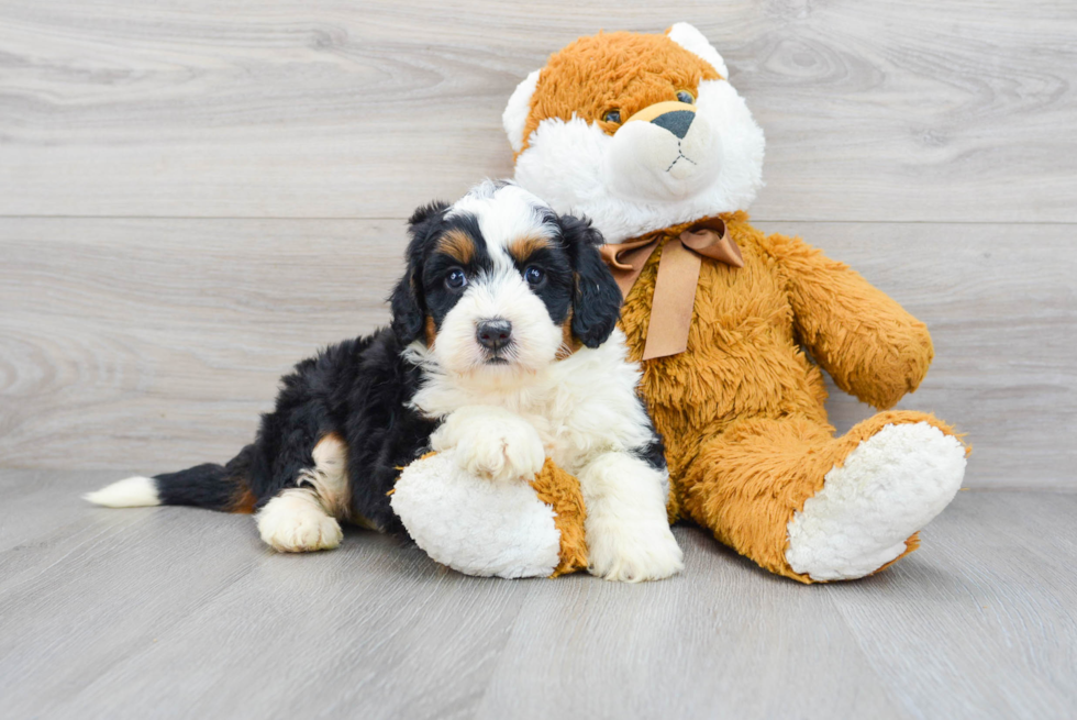 Best Mini Bernedoodle Baby