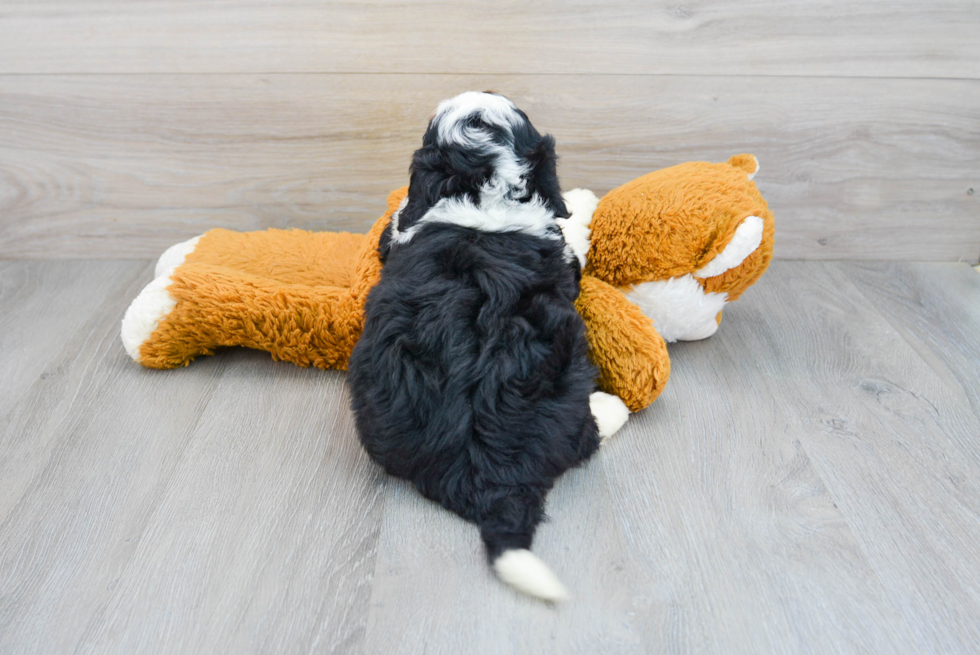 Best Mini Bernedoodle Baby