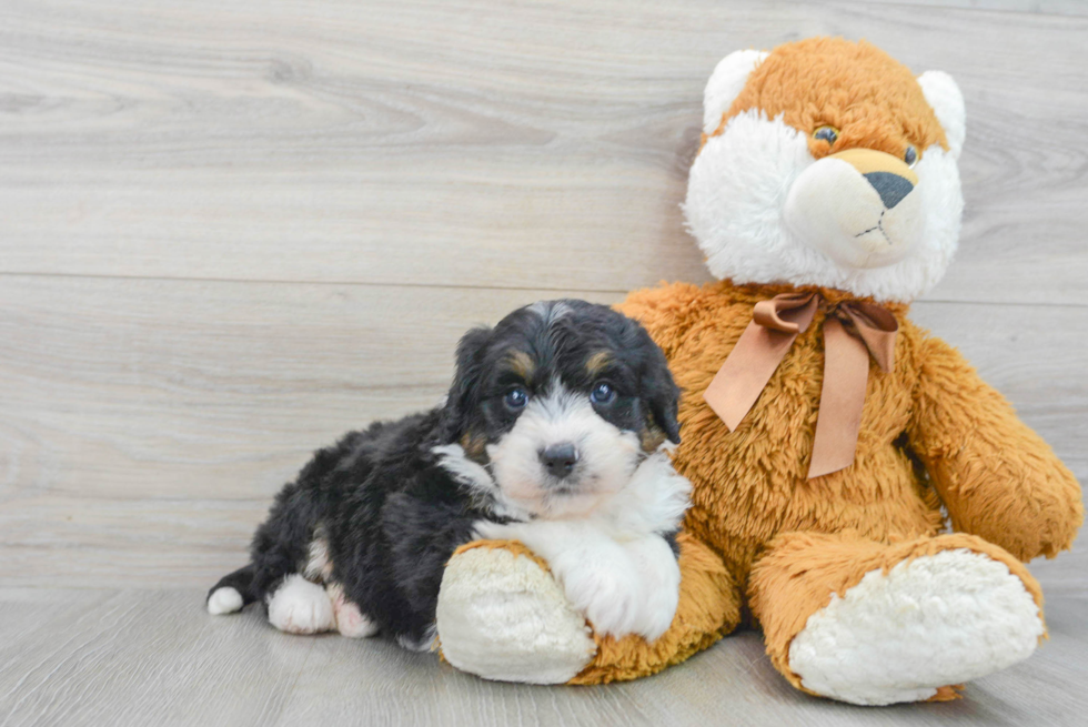 Mini Bernedoodle Pup Being Cute