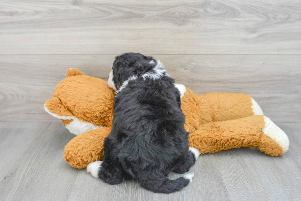 Friendly Mini Bernedoodle Baby