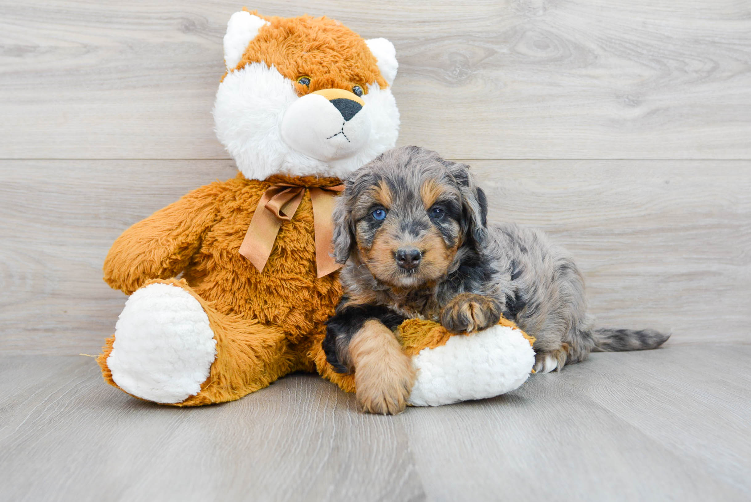Mini Bernedoodle Pup Being Cute