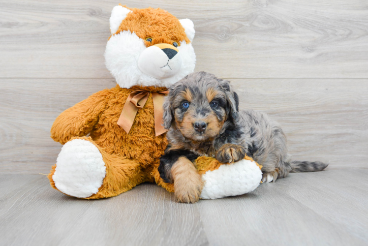 Mini Bernedoodle Pup Being Cute