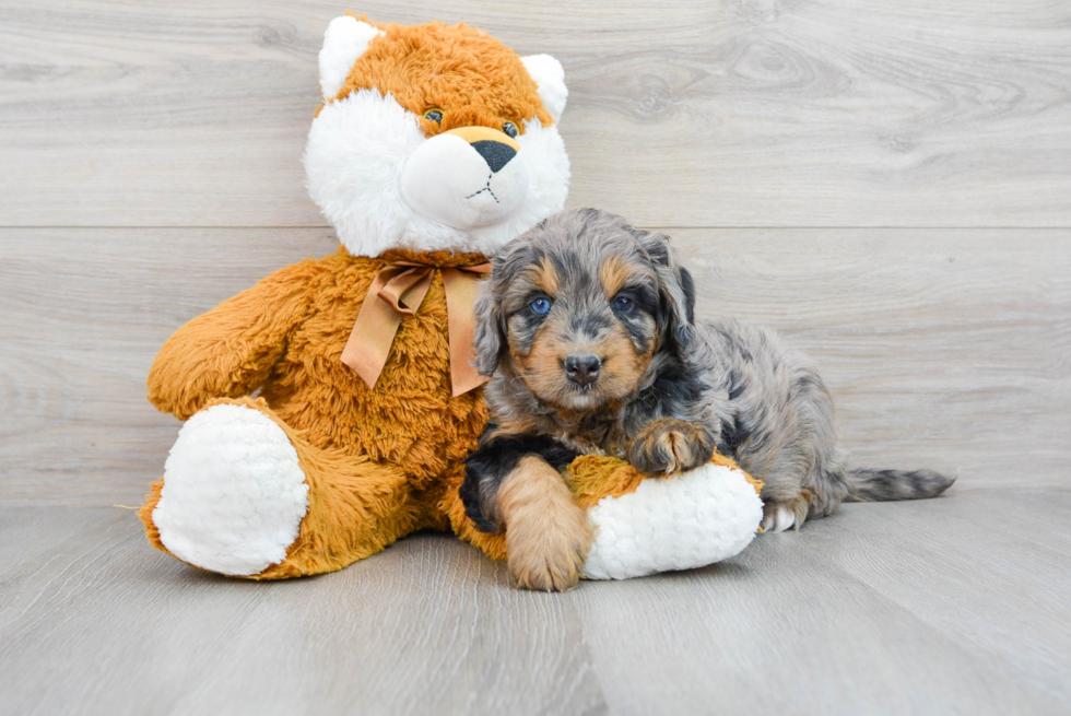 Mini Bernedoodle Pup Being Cute