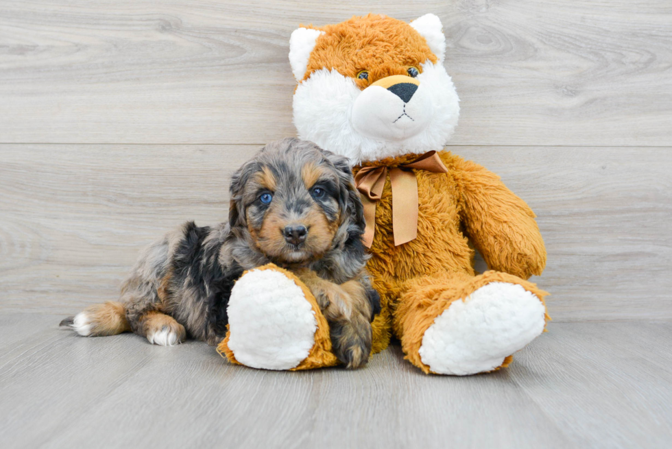 Mini Bernedoodle Puppy for Adoption