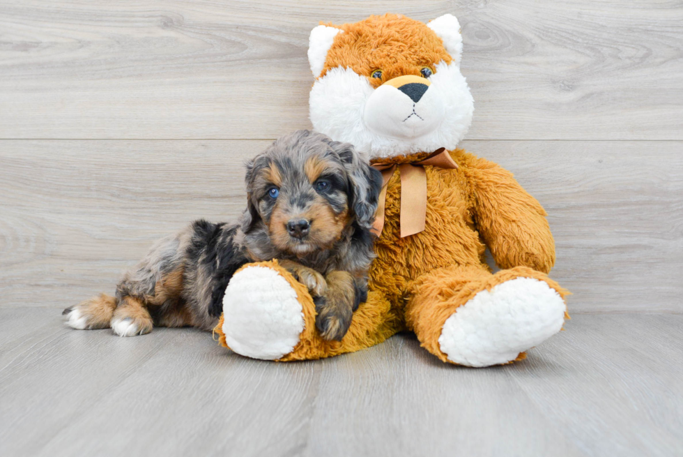 Mini Bernedoodle Pup Being Cute