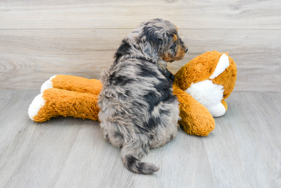 Friendly Mini Bernedoodle Baby