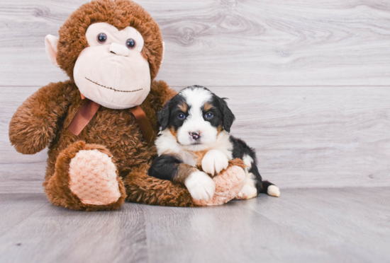 Energetic Bernadoodle Poodle Mix Puppy