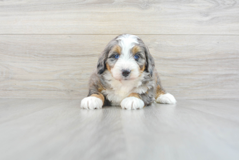 Mini Bernedoodle Puppy for Adoption