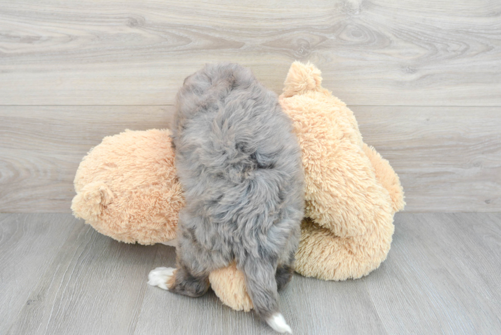 Mini Bernedoodle Pup Being Cute