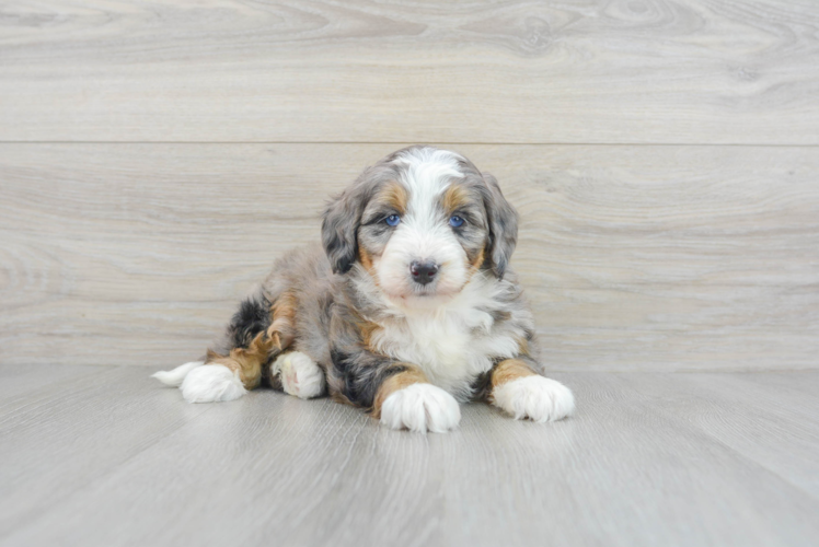 Hypoallergenic Bernadoodle Poodle Mix Puppy