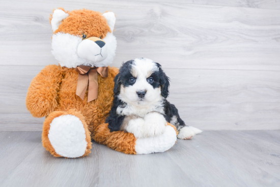 Funny Mini Bernedoodle Poodle Mix Pup