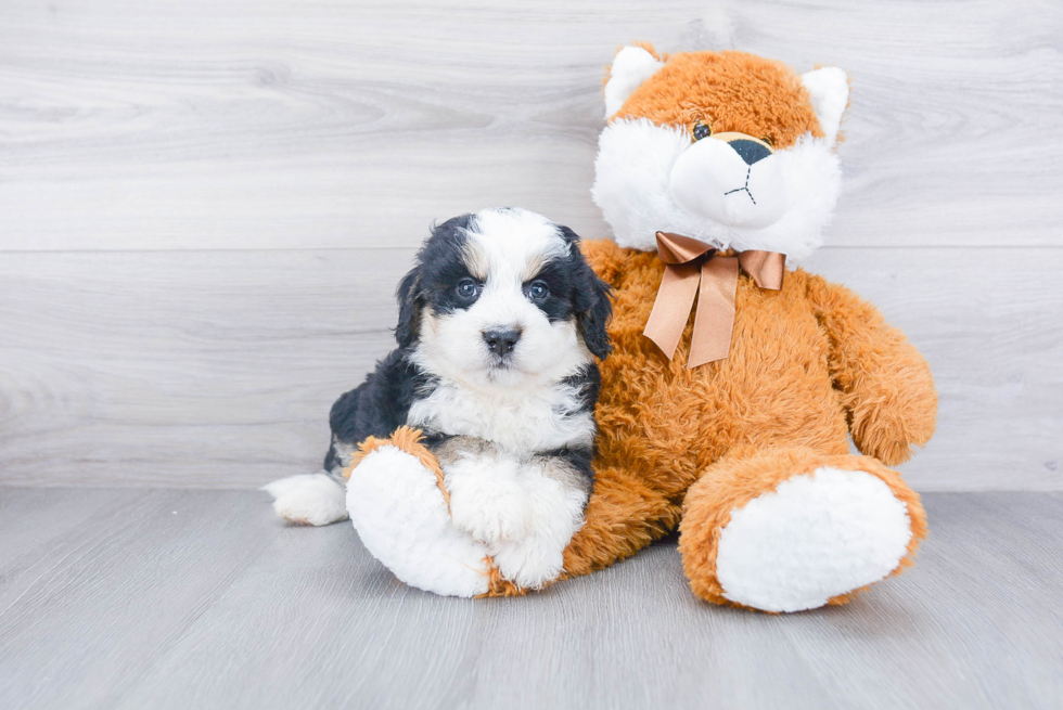 Mini Bernedoodle Puppy for Adoption