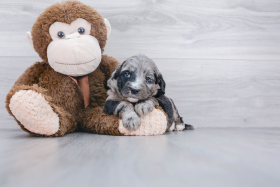 Mini Bernedoodle Puppy for Adoption