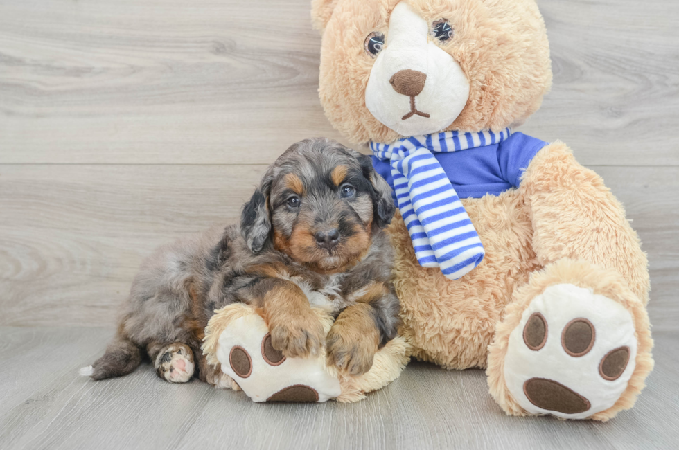 8 week old Mini Bernedoodle Puppy For Sale - Premier Pups