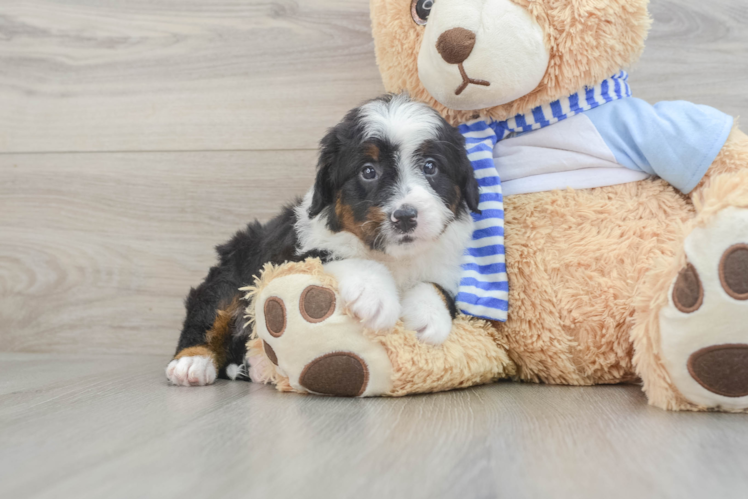 Mini Bernedoodle Puppy for Adoption