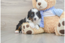 Mini Bernedoodle Puppy for Adoption