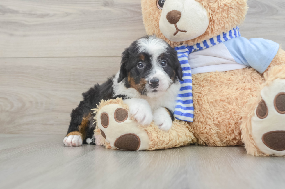 6 week old Mini Bernedoodle Puppy For Sale - Premier Pups