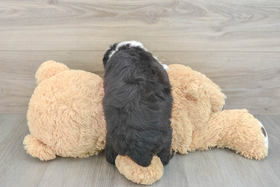 Petite Mini Bernedoodle Poodle Mix Pup