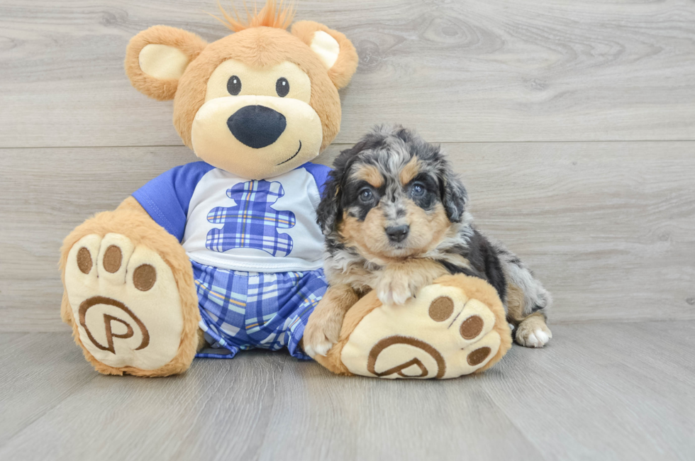 5 week old Mini Bernedoodle Puppy For Sale - Premier Pups