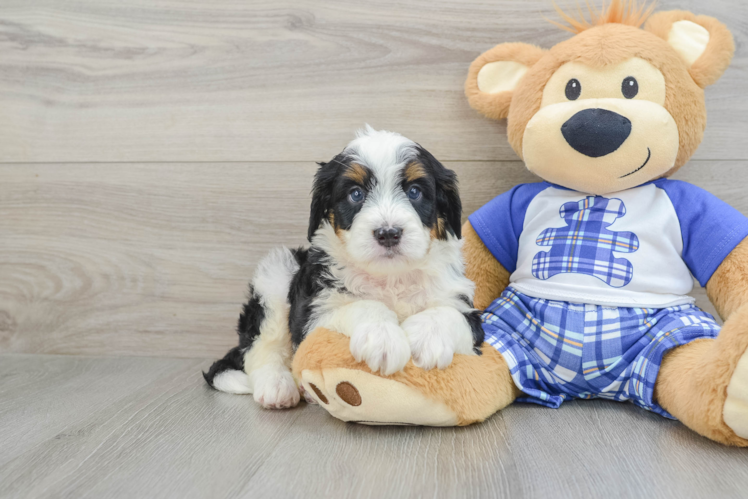 Friendly Mini Bernedoodle Baby