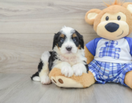 8 week old Mini Bernedoodle Puppy For Sale - Premier Pups