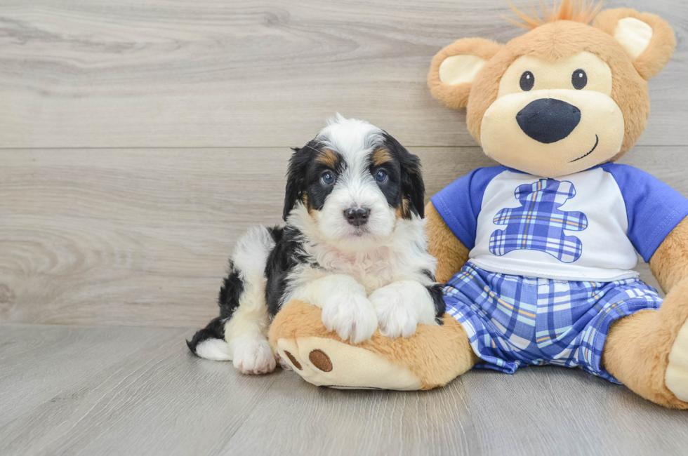 5 week old Mini Bernedoodle Puppy For Sale - Premier Pups