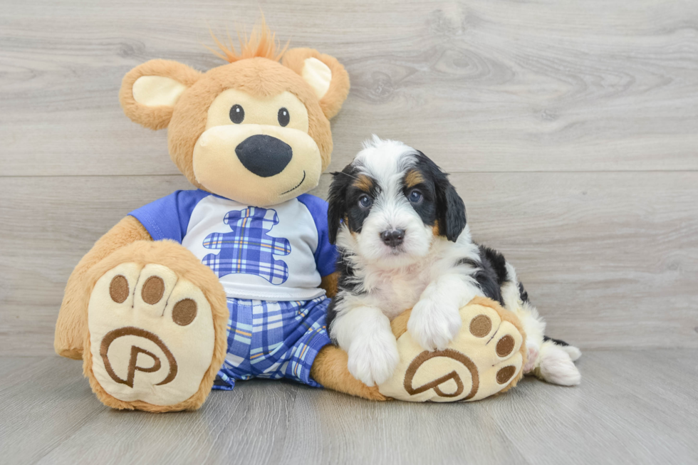 Playful Bernadoodle Poodle Mix Puppy