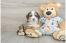 Best Mini Bernedoodle Baby