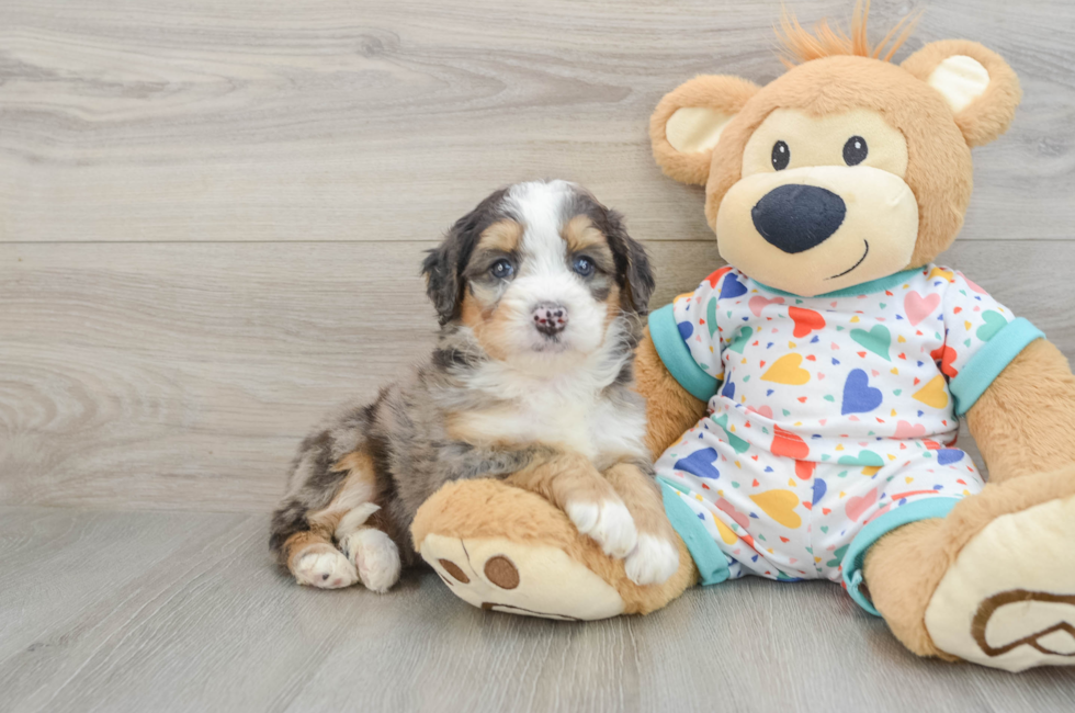 5 week old Mini Bernedoodle Puppy For Sale - Premier Pups