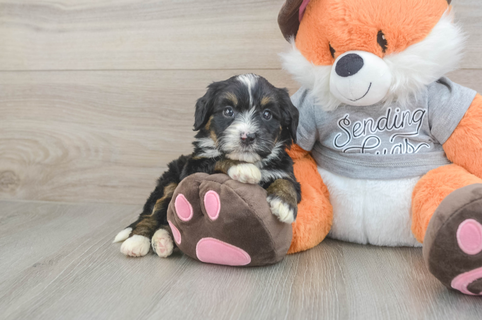 5 week old Mini Bernedoodle Puppy For Sale - Premier Pups