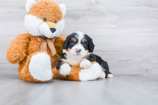 Mini Bernedoodle Pup Being Cute