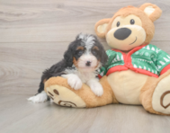 6 week old Mini Bernedoodle Puppy For Sale - Premier Pups
