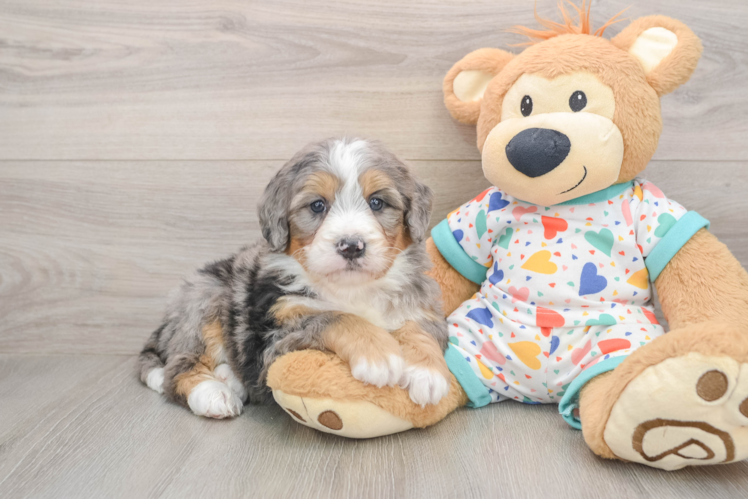 Adorable Mini Bernesepoo Poodle Mix Puppy