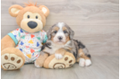 Mini Bernedoodle Pup Being Cute