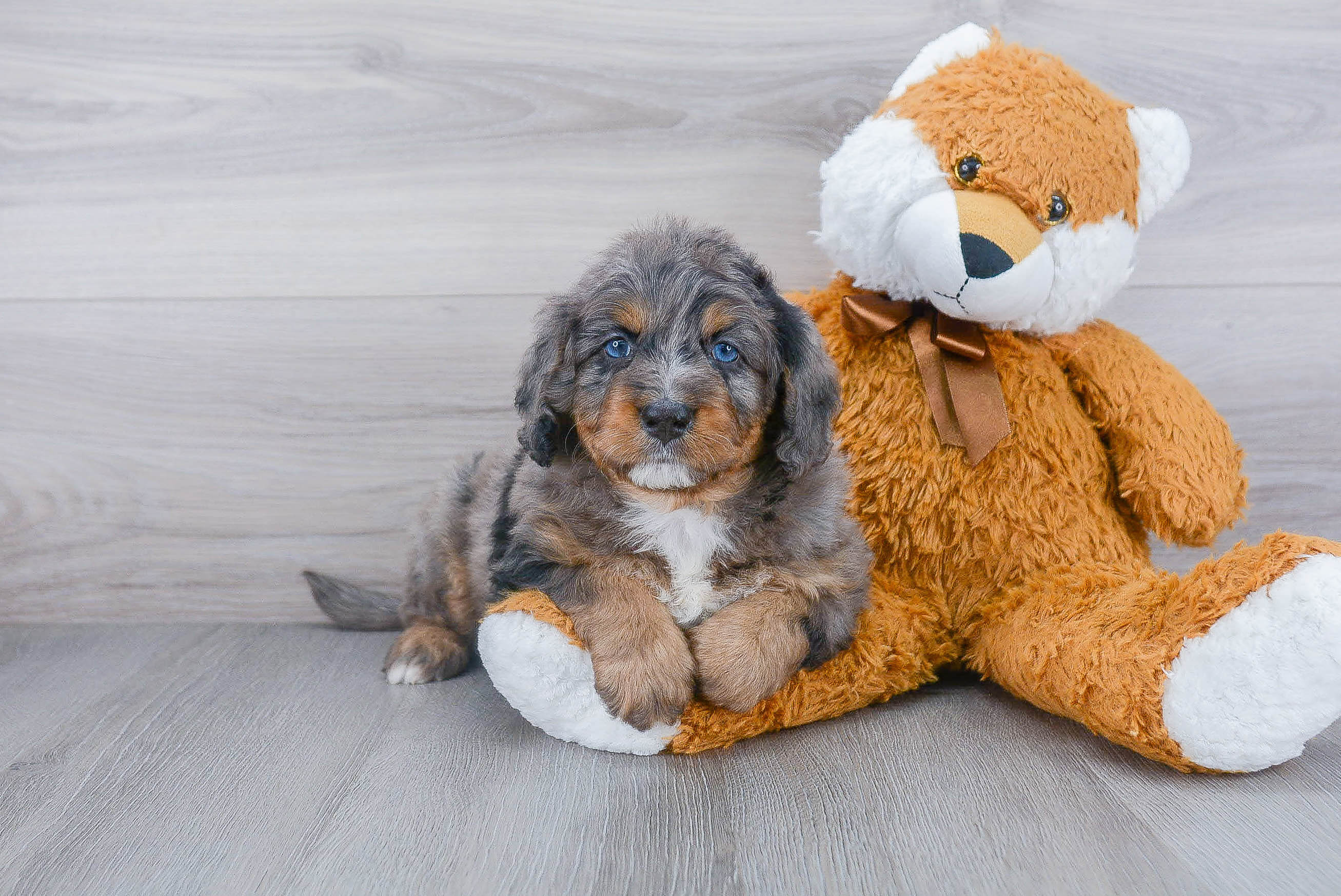 Fluffy Mini Bernedoodle Poodle Mix Pup