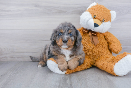 Fluffy Mini Bernedoodle Poodle Mix Pup