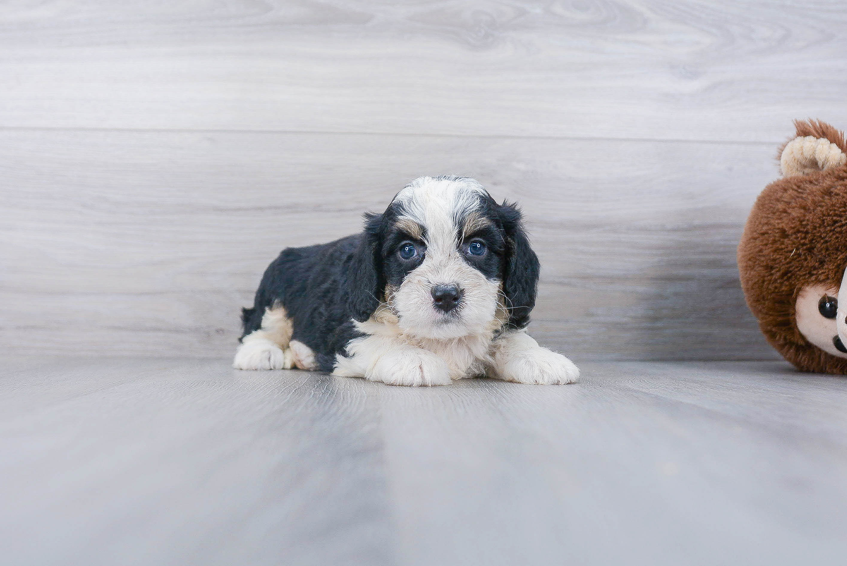 Mini Bernedoodle Pup Being Cute