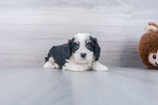 Mini Bernedoodle Pup Being Cute