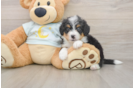 Mini Bernedoodle Pup Being Cute