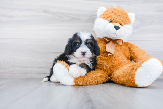 Hypoallergenic Mini Berniedoodle Poodle Mix Puppy