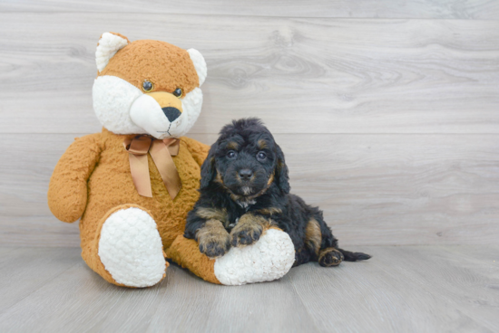 Playful Mini Berniedoodle Poodle Mix Puppy