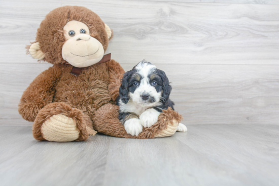 Happy Mini Bernedoodle Baby