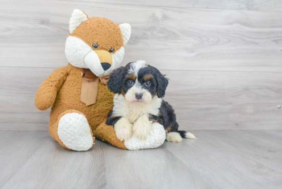 Playful Bernadoodle Poodle Mix Puppy