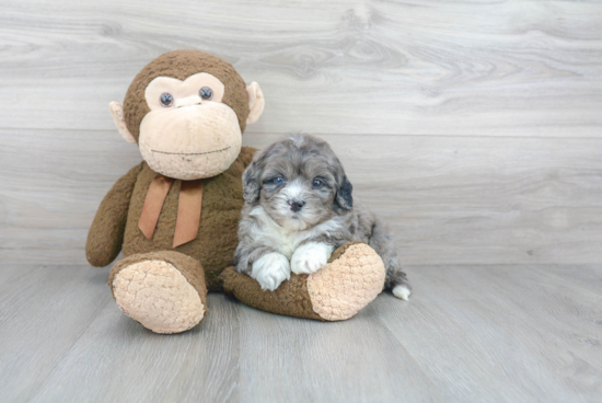 Mini Bernedoodle Pup Being Cute