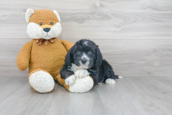 Mini Bernedoodle Pup Being Cute