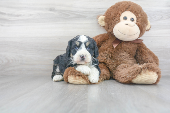 Mini Bernedoodle Puppy for Adoption