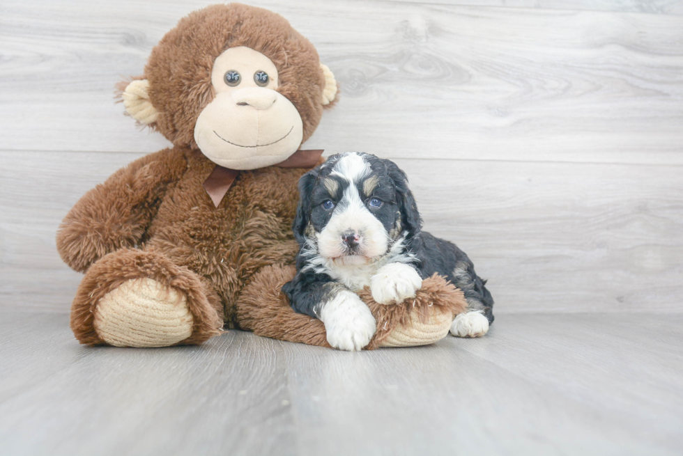 Best Mini Bernedoodle Baby