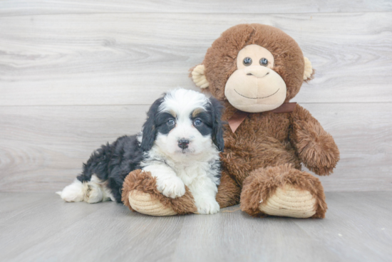 Mini Bernedoodle Pup Being Cute