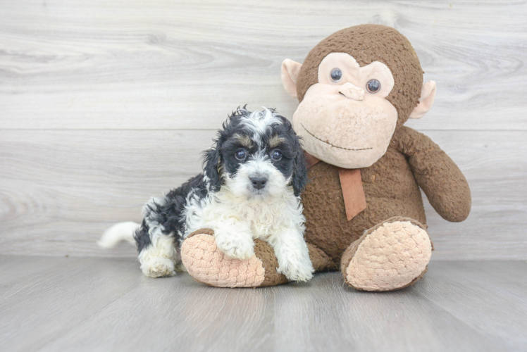 Popular Mini Bernedoodle Poodle Mix Pup