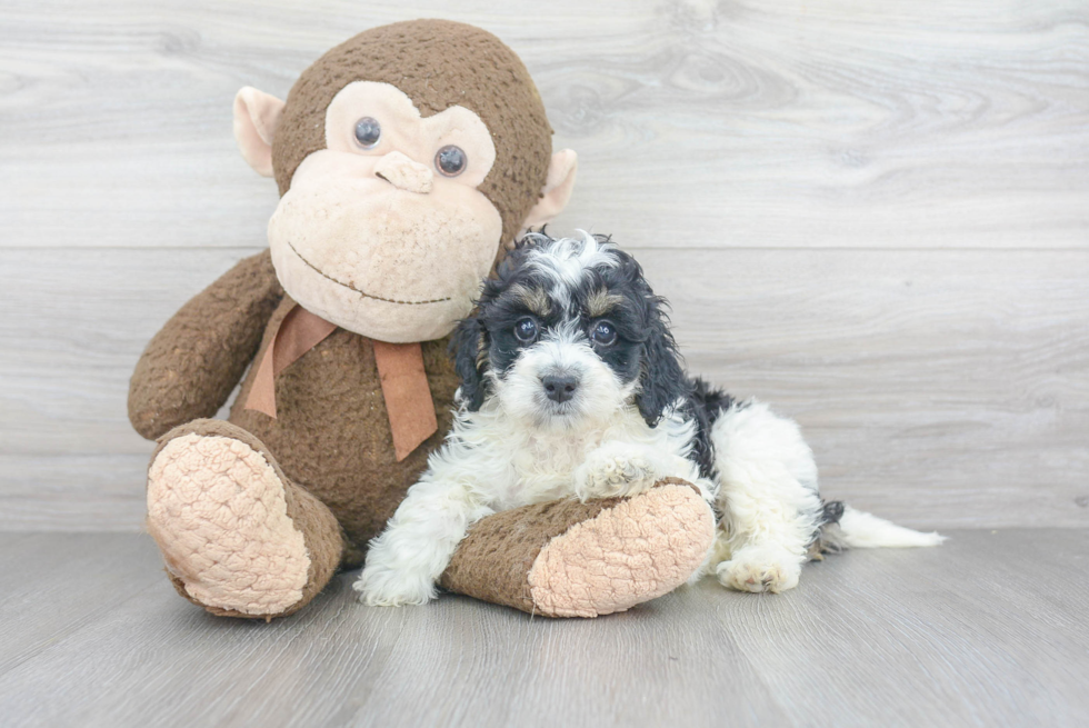 Mini Bernedoodle Puppy for Adoption